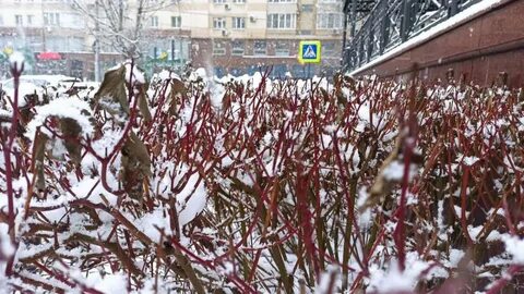 Завтра слабый снег
