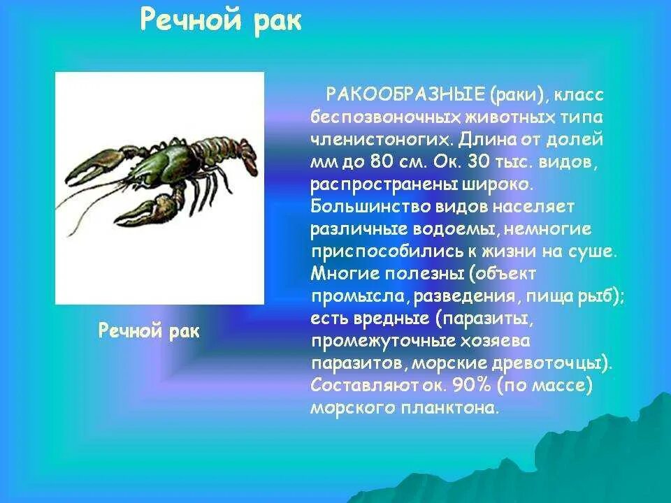 Ракообразные это 3 класс. Сообщение о ракообразных. ракообразные описание. ракообразные доклад. класс ракообразные обитатели.