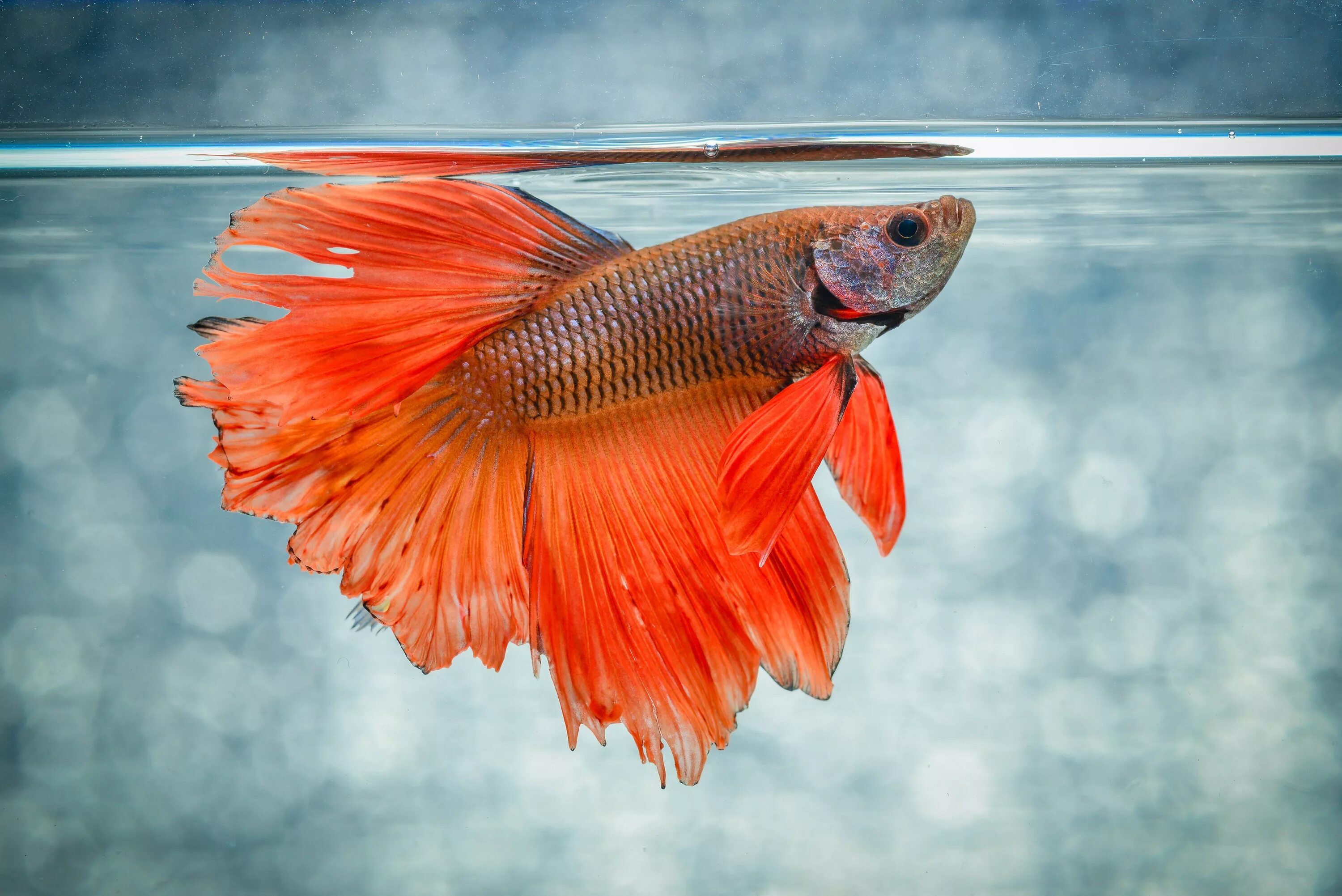 Pets fish. Рыбка петушок Бетта. Рыбка петушок Betta splendens. Рыбка петушок вуалевый. Сиамский петушок аквариумная рыбка.