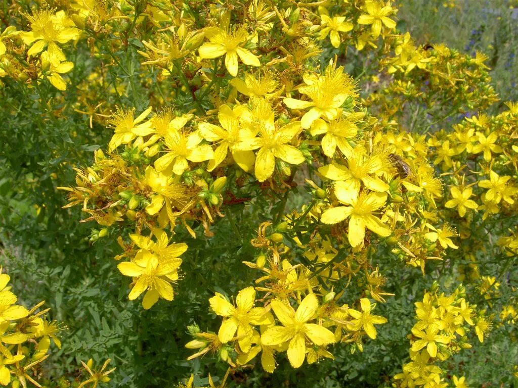 Зверобой продырявленный (обыкновенный). Зверобой Hypericum calycinum. Зверобой полевой. Зверобой продырявленный Солнечный.