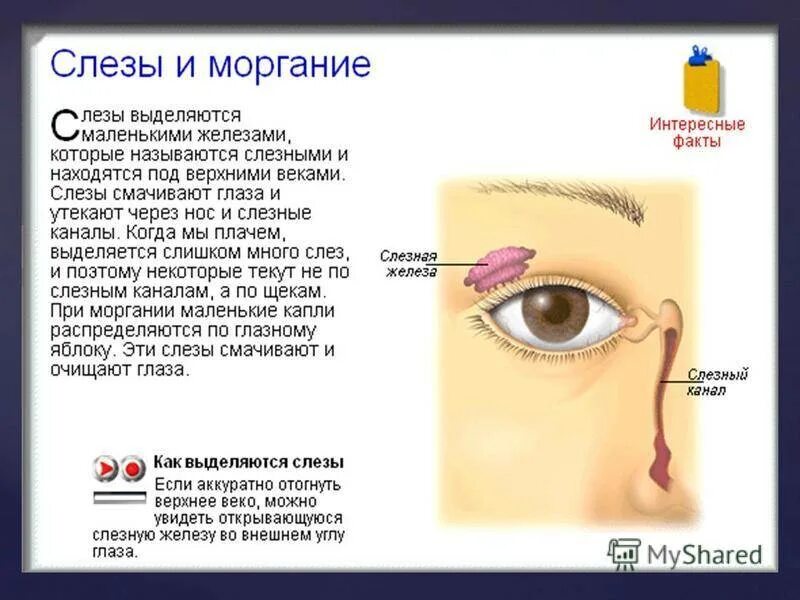 Почему текут слезы. Как выделяются слезы. болят глаза уголки глаз. как текут слезы.