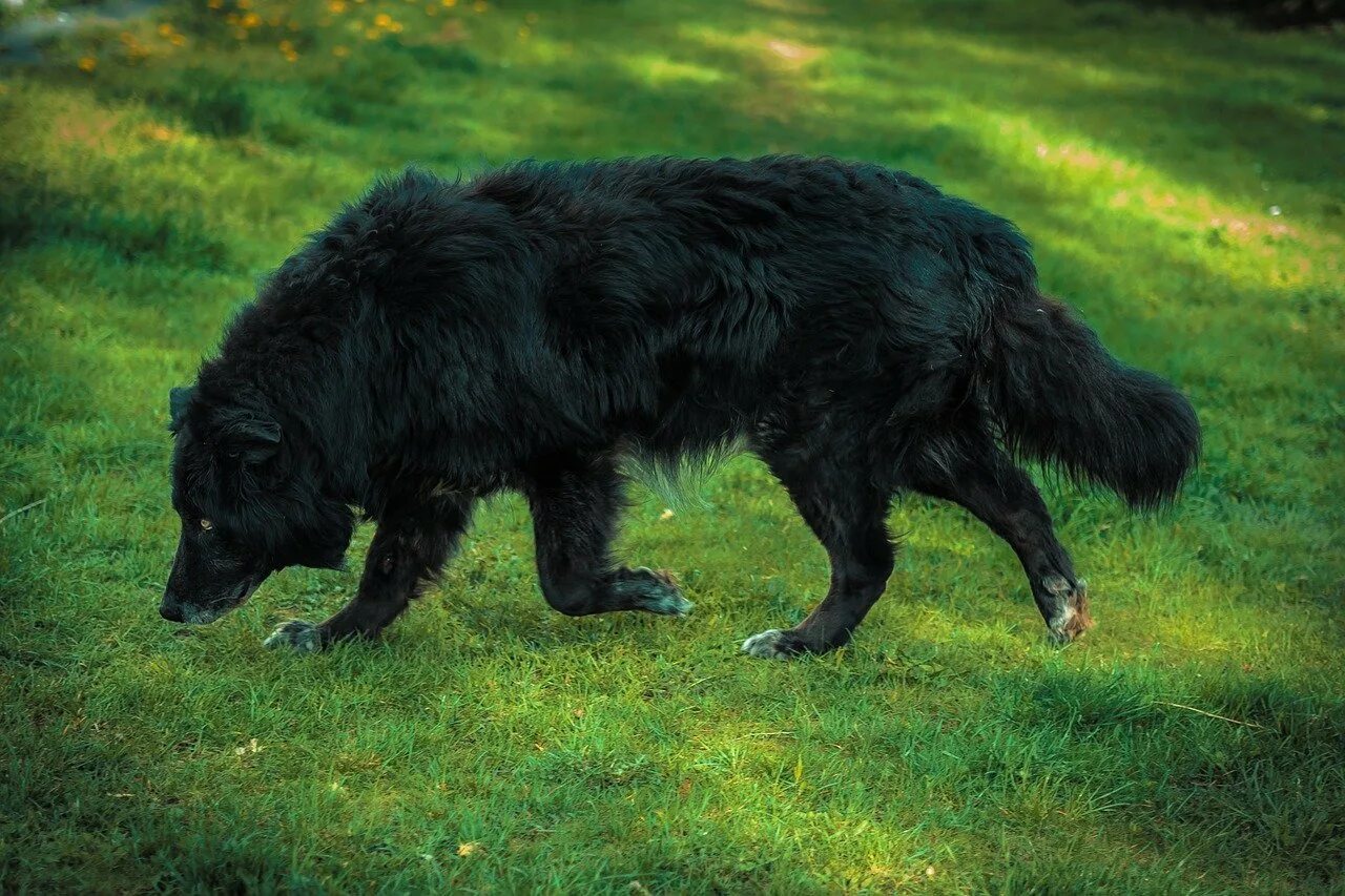 К чему снится большая собака. Ирландская овчарка черная. Большая серная сторожевая собака. Крупная черная собака. Большая черная пушистая собака.