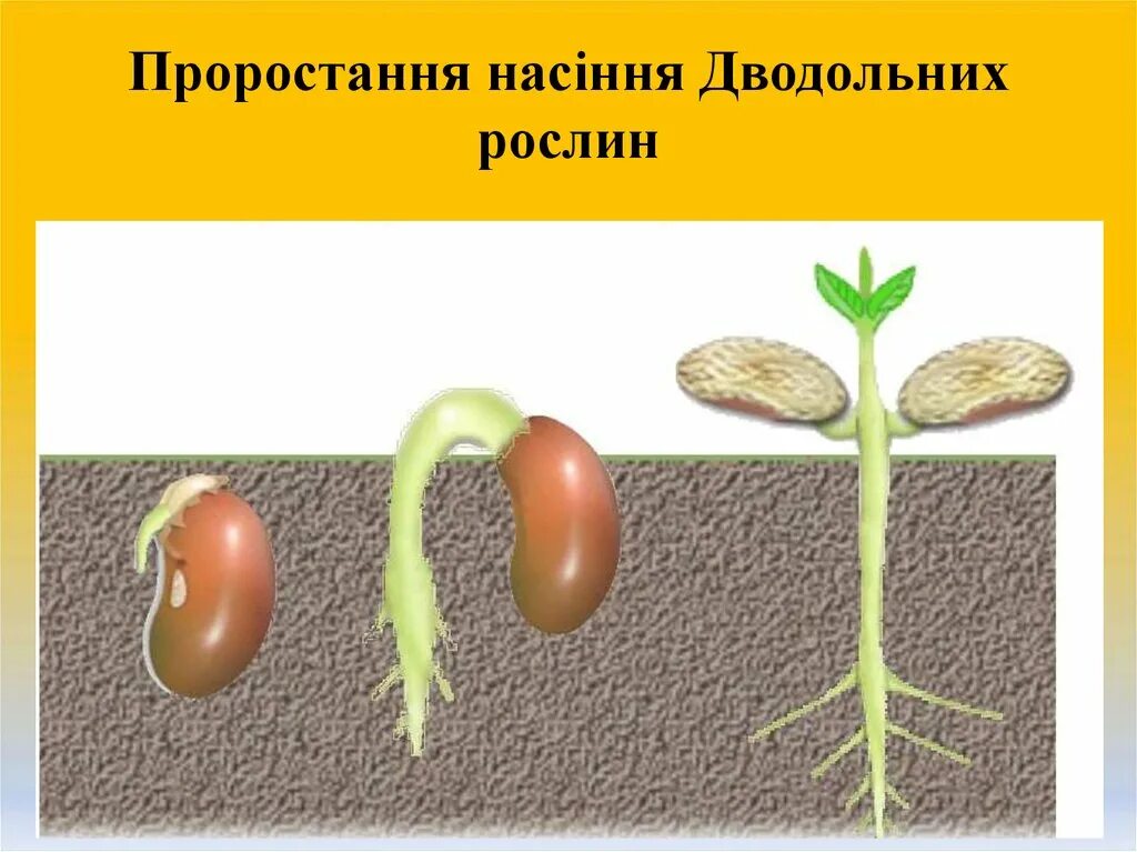 Какой орган молодого растения появляется первым