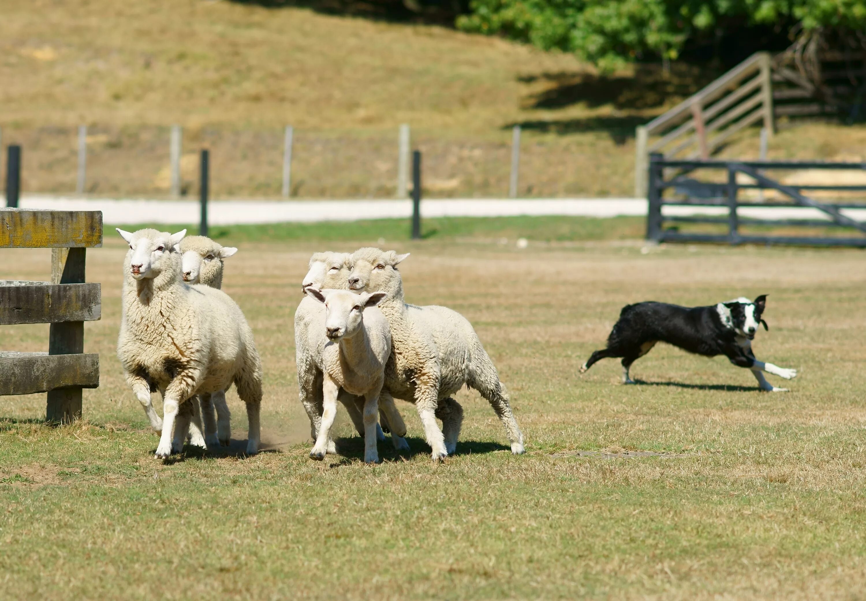 Пасу овечек. Порода собак Пастухов овец. Бордер колли и овцы. Бордер колли пастух. Собака пастух порода бордер колли.