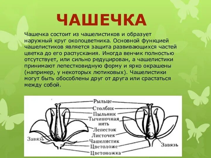 Цветок определение строение. Околоцветник чашечка и венчик. строение околоцветника цветка чашечки чашелистики. функции чашечки у цветка 6 класс биология. чашелистики чашечки строение и функции.