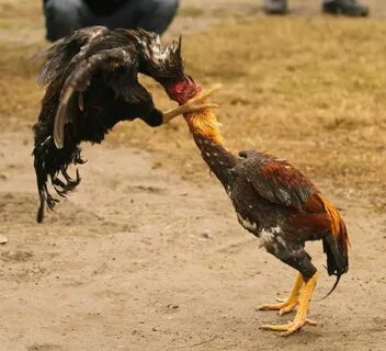 Бойцовские куры