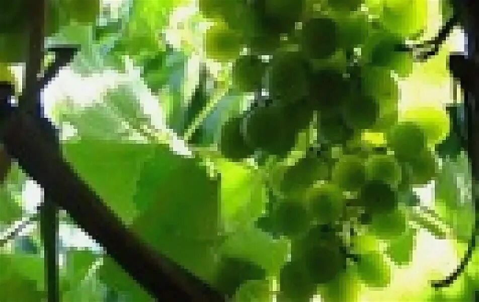 Там где зреет виноград зеленый. Ветка лозы. Спелый виноград зеленый. Китайский зеленый виноград. Чем полезны виноградные веточки.