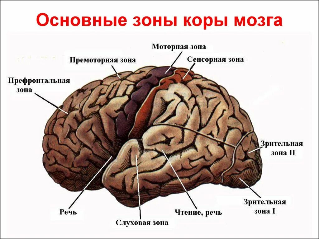 Премоторные и префронтальные отделы коры головного мозга. Функциональные зоны КБП головного мозга. Зоны коры полушарий головного мозга. Отдел головного мозга включающий кору