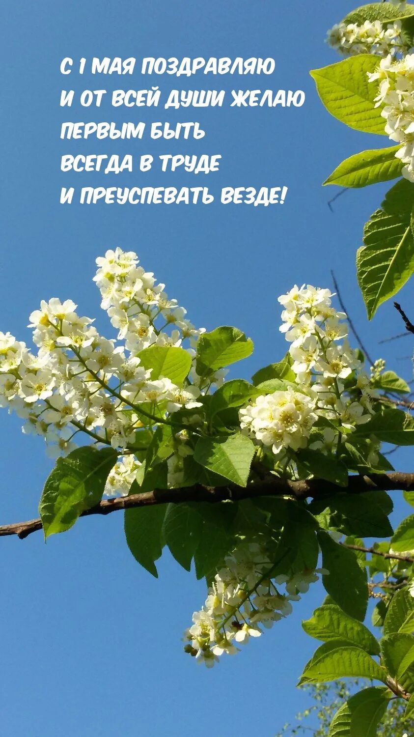 Кофейня теплее мая краснотурьинск. Когдаюудетьерло. Юмор в картинках. Юмор в картинках. Ах черёмуха белая.