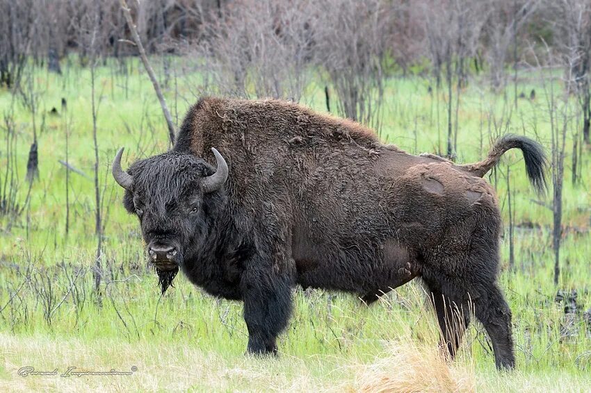 Лесной Бизон Северной Америки. Bison Bison athabascae. Лесной Бизон (в Канаде) (Bison Bison athabascae). Буотама бизонарий. Бизон размеры