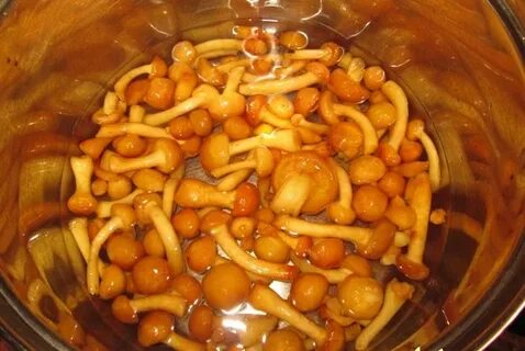 Самые вкусные опята на зиму
