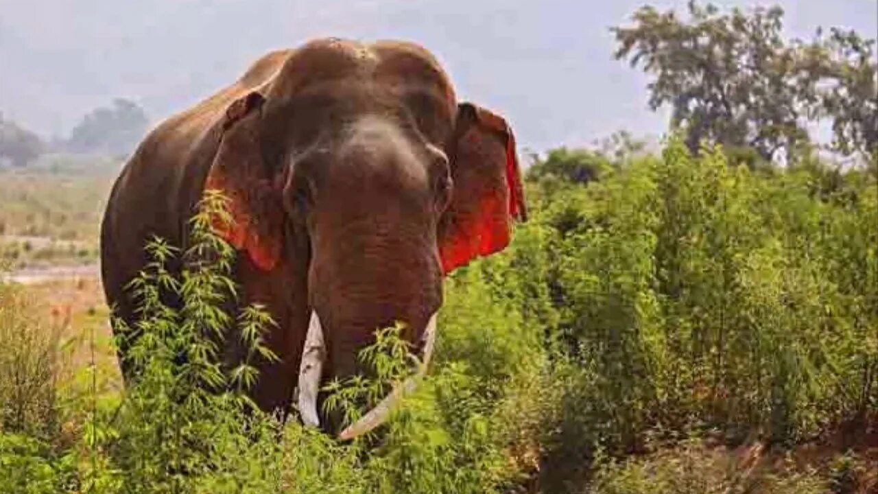Красный слоник. Красные слоны. Рыжий слон. Уши слона. Бывают ли красные слоны.