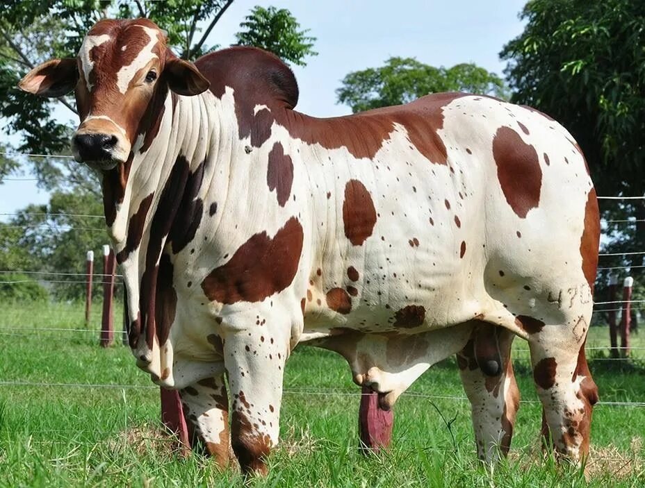 Зебу. Редкие сельскохозяйственные животные. Nellore корова. Cow Latina. Протеин корова