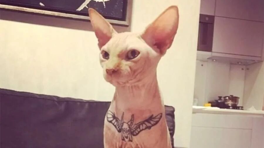 Татуировка кошка. Сфинкс в татуировках. Татуированный сфинкс бесс. Канадский сфинкс. Египетская кошка сфинкс.