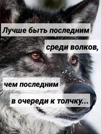 Цитаты Волков. Цитаты волка. Волчьи цитаты. Цитаты про Волков смешные. Цитаты волка мем