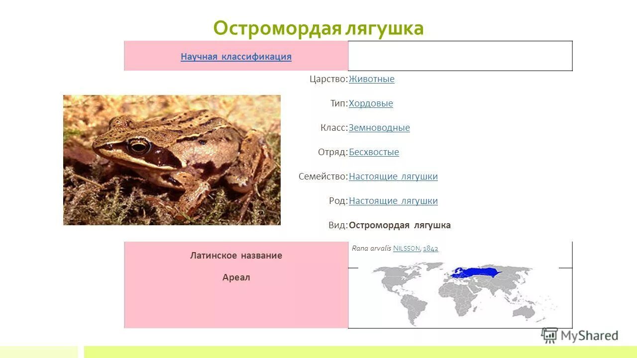 Класс земноводные тип хордовые род жабы царство. Класс земноводные тип хордовые род жабы царство. Класс земноводные тип хордовые род жабы царство. Хвостатые и бесхвостые амфибии таблица. Лягушка царство тип класс отряд.