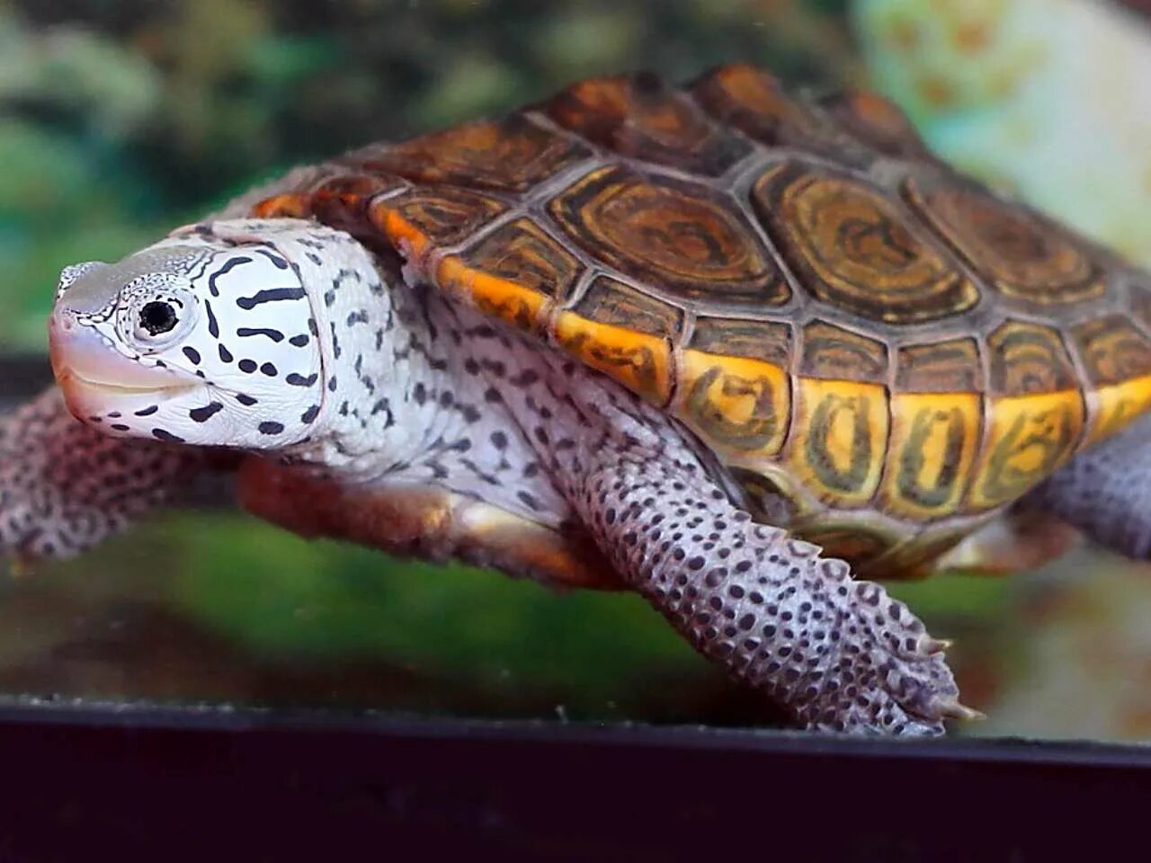 Свиноносая черепаха. Shiseido kura kura coral. Среднеазиатская черепаха детеныш. Funny turtle. Kura kura ado.