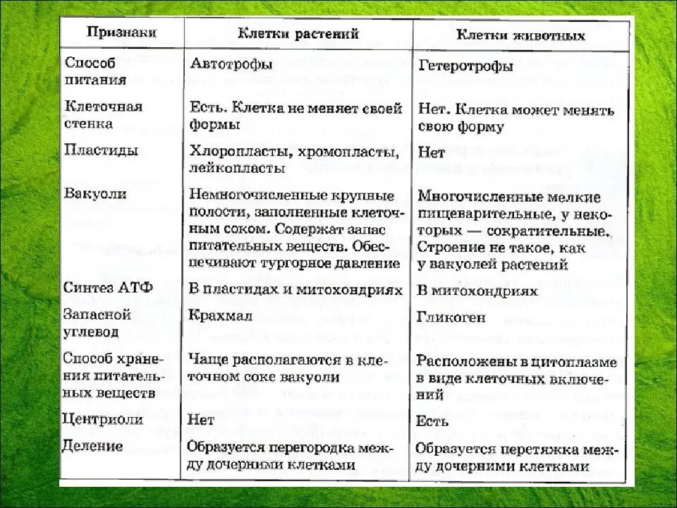 Сравнение клеток организмов. Строение и функции животной и растительной клетки таблица. Функции органоидов растительной клетки 6 класс биология. Органоиды клетки растительная и животная и их функции и строение. Строение и функции растительной и животной клетки.