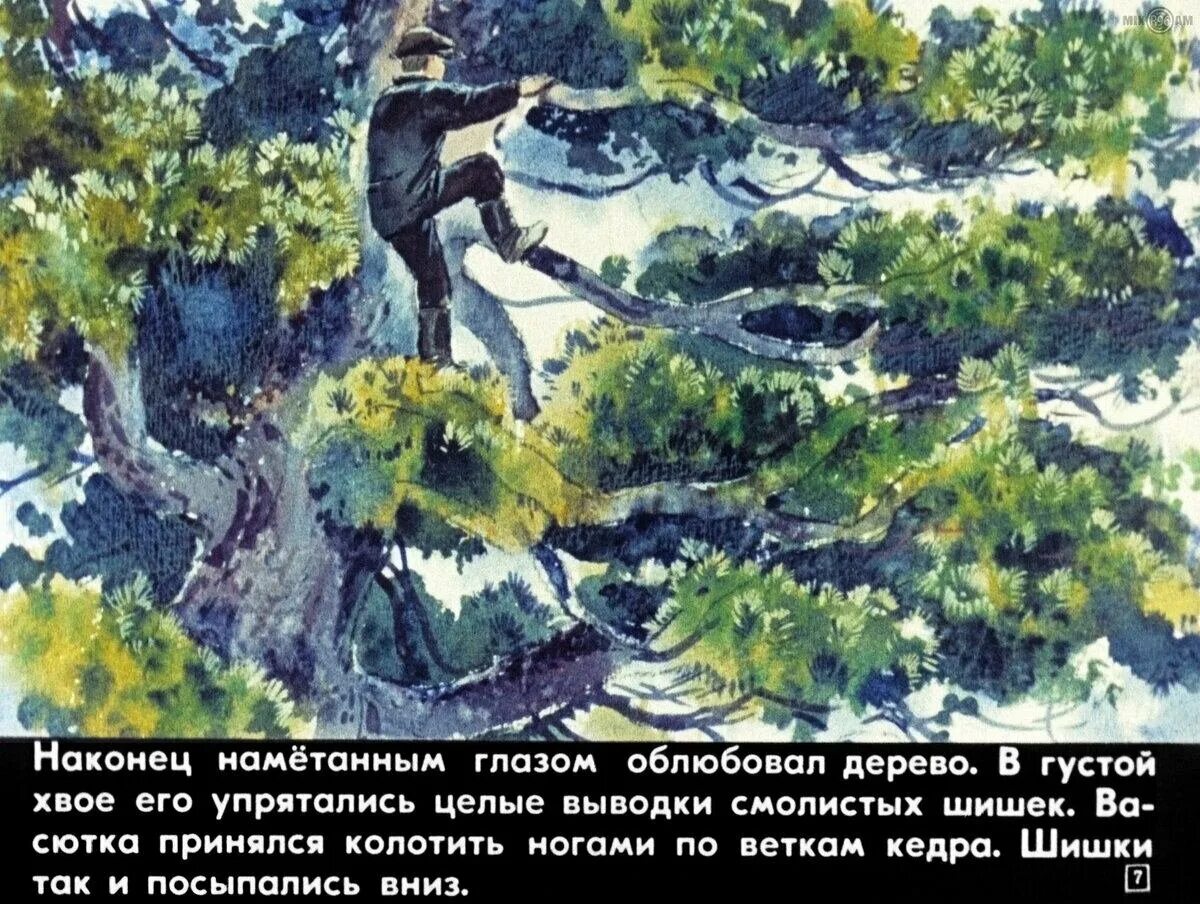 Куда васютка спрятался от дождя. Куда васютка спрятался от дождя