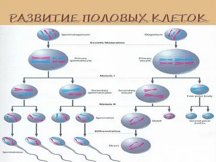 Развитие половых клеток биология