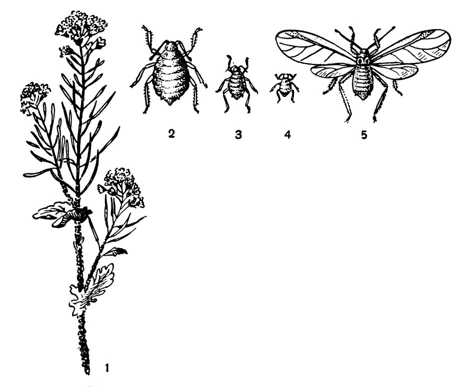 Капустная тля цикл развития. Цикл развития тли обыкновенной. Жизненный цикл тли схема. Цикл развития тли схема.