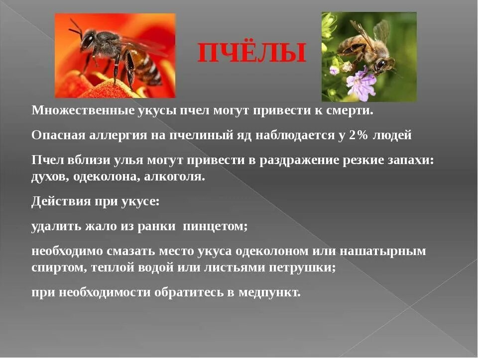 Что сделать при укусе насекомых. Оказание первой помощи при укусе пчелы. При укусе пчел ОС необходимо.