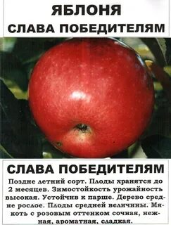 Яблоня сорт победитель описание