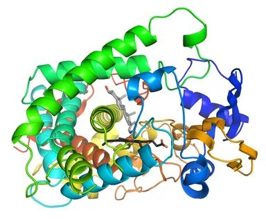 Enzym