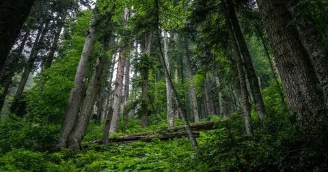 Светский лес