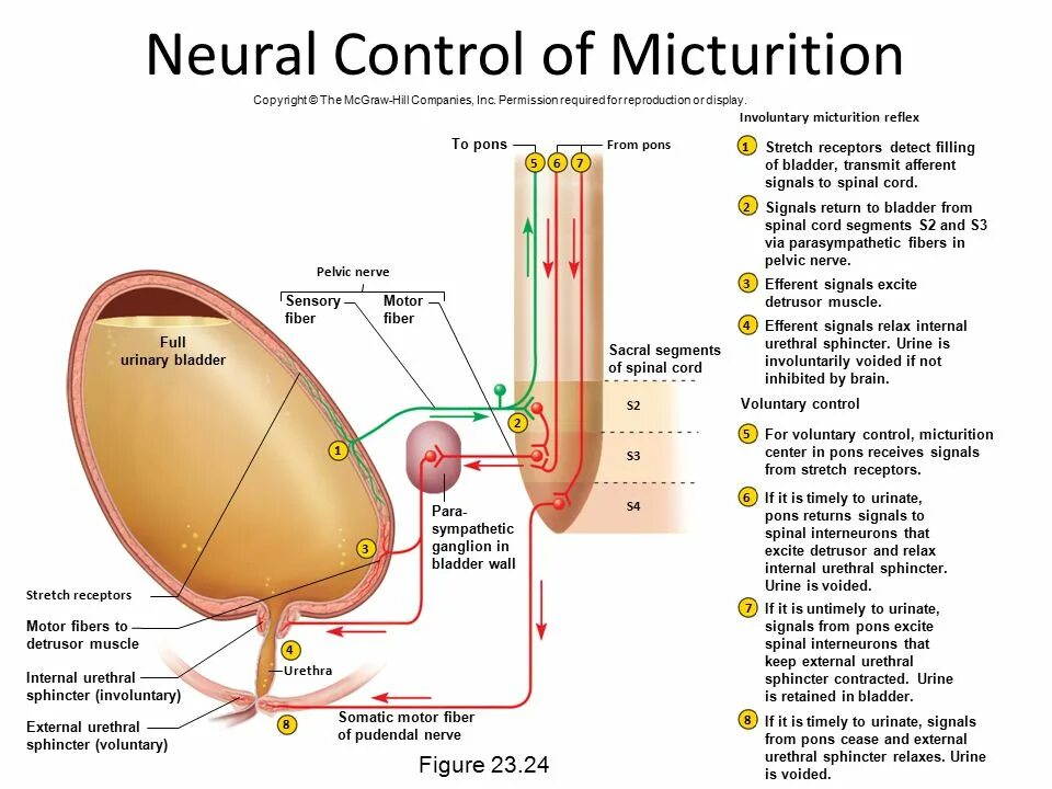 Детрузор мочевого пузыря. Reflex Urinary. Micturition Reflex. Детрузор.