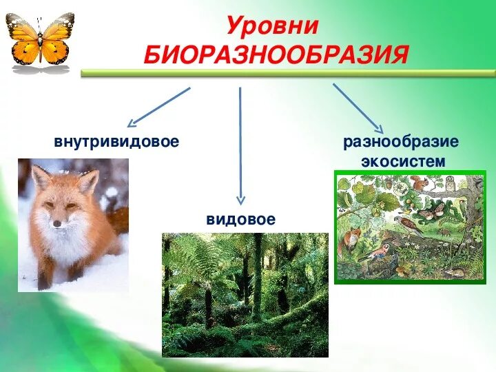 Вид видовое разнообразие. Уровни биоразнообразия. пример биоразнообразия. биоразнообразие видовое разнообразие. биологическое разнообразие схема.