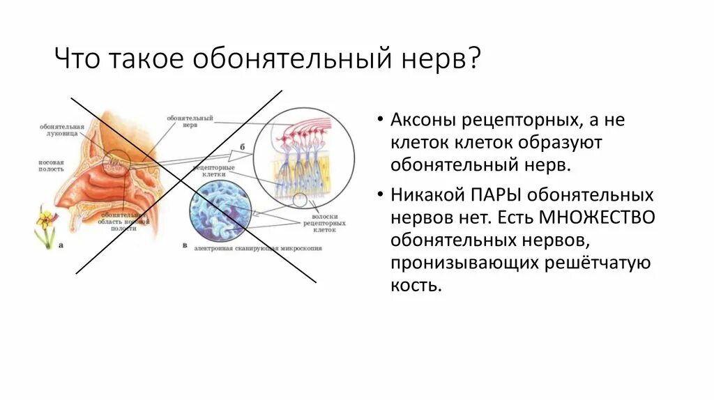 Решетчатая кость обонятельные нервы. Обонятельный нерв презентация. Проводниковый отдел обонятельного анализатора. Обонятельный нерв схема. Обонятельный анализатор 8 класс