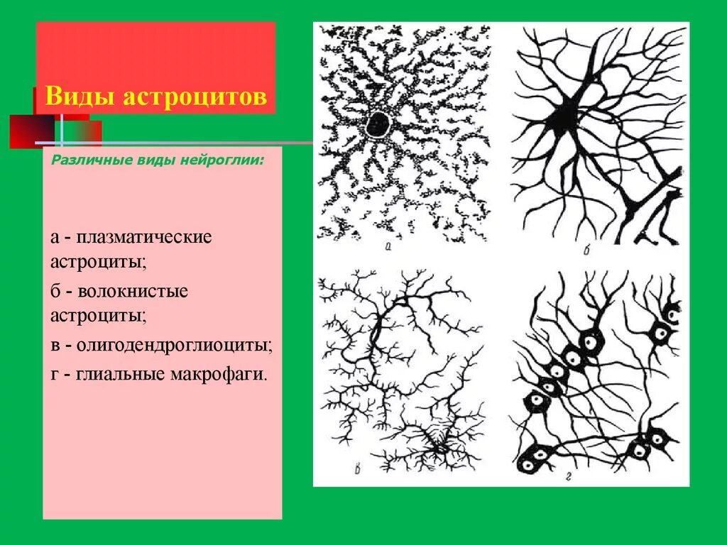 Протоплазменные астроциты. Схема клеток нейроглии. Астроциты структура. Протоплазматические и волокнистые астроциты.