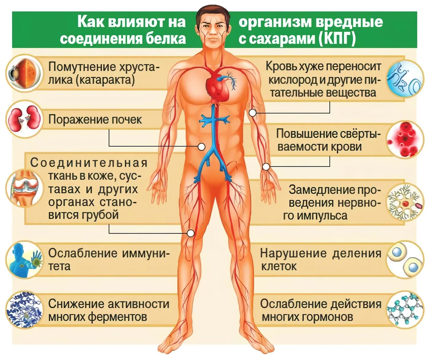 Влияние сахара на организм. Влияние белка на организм. Влияние белков на организм человека. Влияние сладкого на организм.