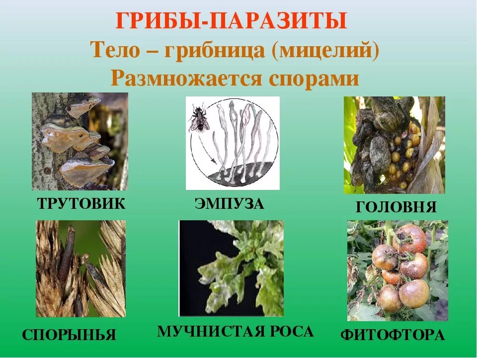 Головня и спорынья грибы паразиты. Грибы паразиты 5 класс биология. Грибы паразиты Головня спорынья трутовики. Головня спорынья фитофтора трутовик.