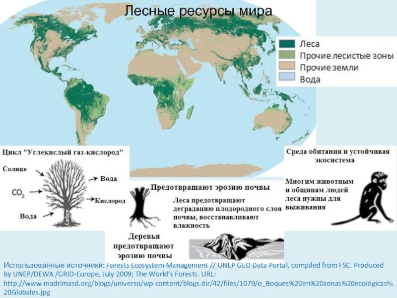 В каких странах есть леса. Карта размещения лесных ресурсов. Лесные ресурсы карта. Мировые Лесные ресурсы.