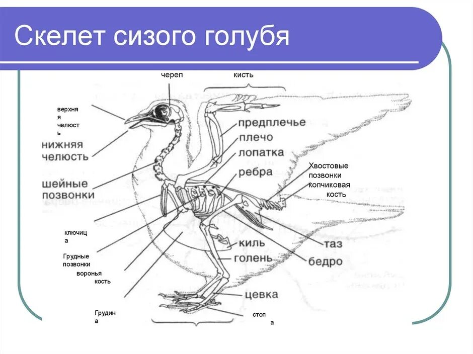 Скелет конечностей у птиц состоит из. Строение скелета сизого голубя. Скелет голубя спереди. Скелет птицы спереди. Скелет птицы сбоку.