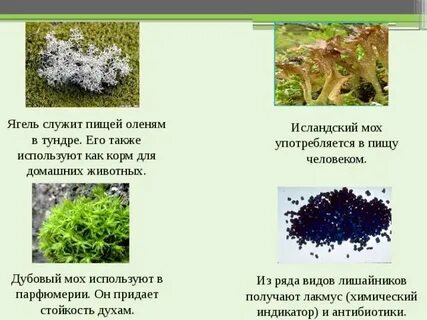 Мох отличие от других растений