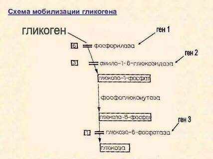 Мобилизация гликогена в печени