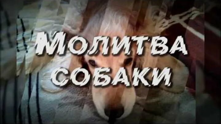 Молитва для собак. Молитвы о животных больных. Молитва за домашних животных собак. Молитва о животном больном собаке. Молитва питомца