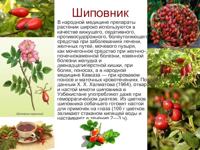 Можно ли давать шиповник детям. Шиповник в медицине. шиповник в народной медицине. шиповник мочегонный. шиповник применяется в медицине.