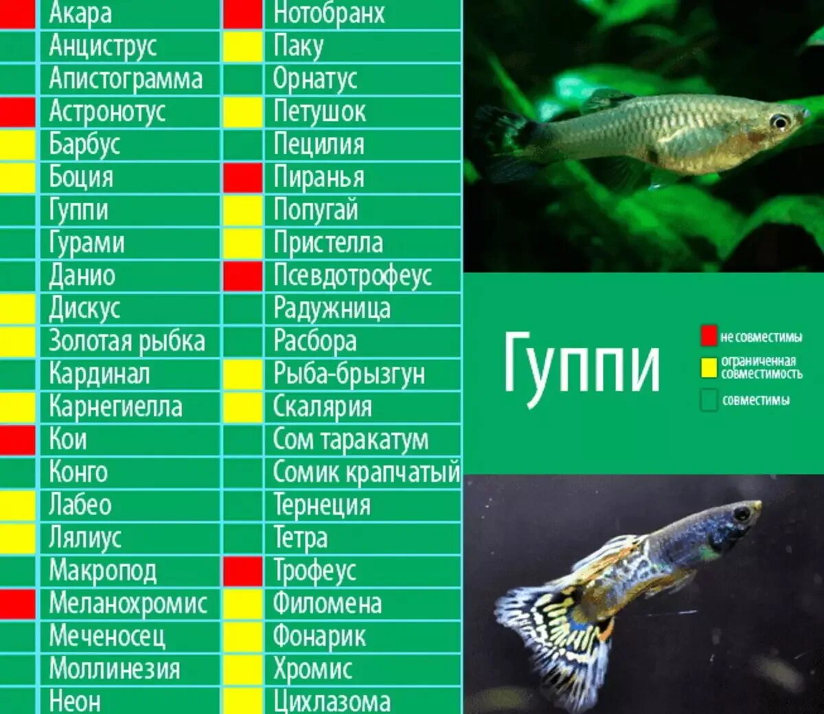 Рыбы живущие вместе. Аквариумные рыбки совместимые с гуппи. Таблица совместимости цихлид с другими цихлидами. Совместимость аквариумных рыб Золотая рыбка. Совместимость гуппи с другими рыбками.