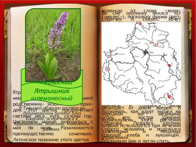 Цветок ятрышник шлемоносный. Ятрышник шлемоносный красная книга. Ятрышник ареал произрастания. Ятрышник растение из красной книги. Красная книга сценарий