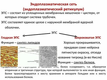 Какая функция у эндоплазматической сети