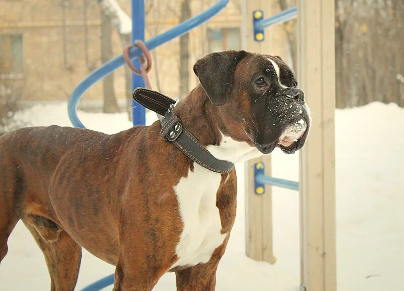 авито москва и московская область боксер