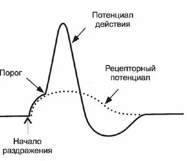 Генераторный потенциал это