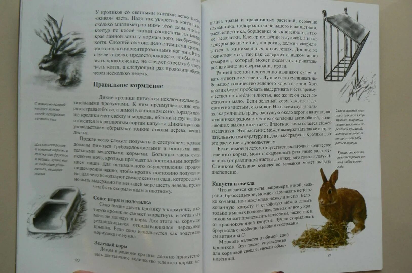 Можно ли давать ботву свеклы кроликам