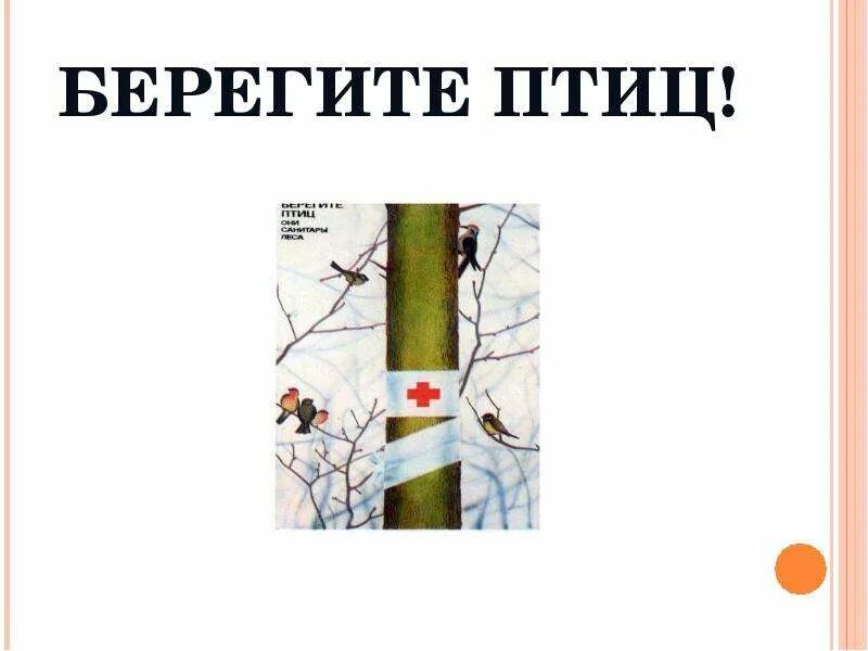 Птиц нужно любить и беречь. Охрана птиц для дошкольников. Берегите птиц картинки. Берегите птиц картинки. Надпись берегите птиц.
