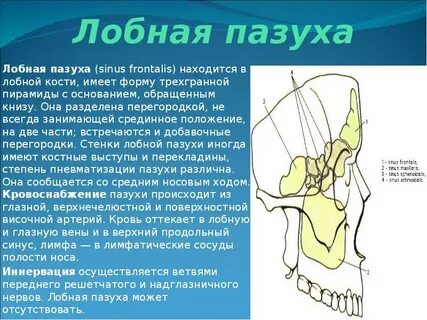 Апертура лобного синуса