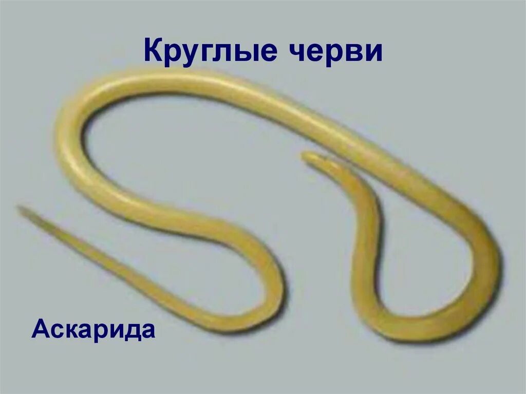 Человеческая аскарида круглый червь. Круглые черви аскарида человеческая. Круглые черви аскарида Лошадиная.
